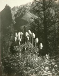 Mountain Anemone, Seed Heads