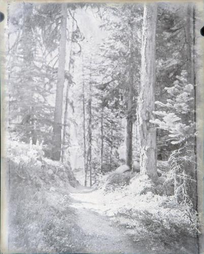 Untitled (forest scene)
