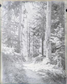 Untitled (forest scene)
