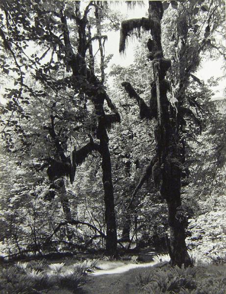 Untitled (moss-covered trees)