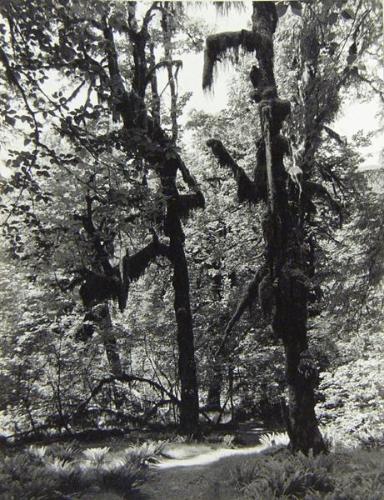 Untitled (moss-covered trees)