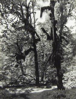 Untitled (moss-covered trees)