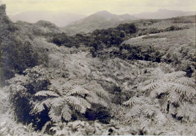 View from Sylvania, Dominica