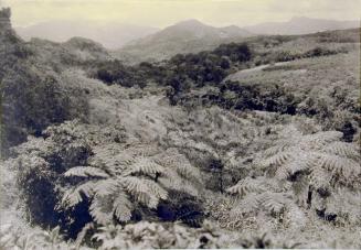 View from Sylvania, Dominica