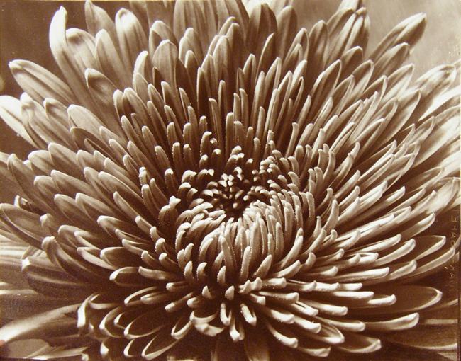 Chrysanthemum
