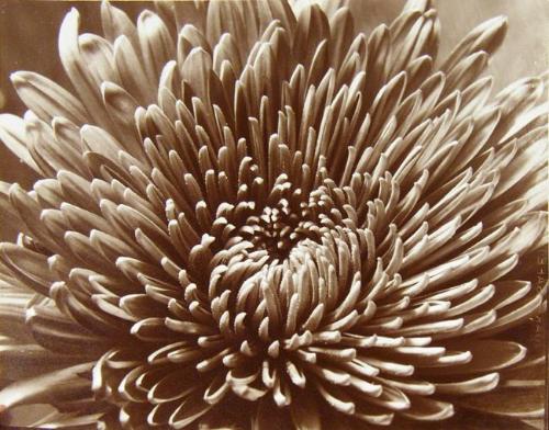 Chrysanthemum