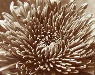 Chrysanthemum