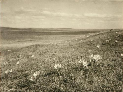 Spring on the Prairie