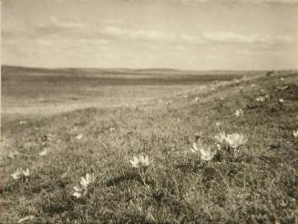 Spring on the Prairie