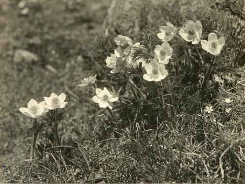 Mountain Anemone