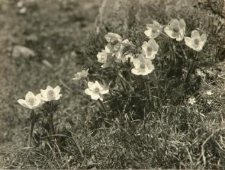 Mountain Anemone