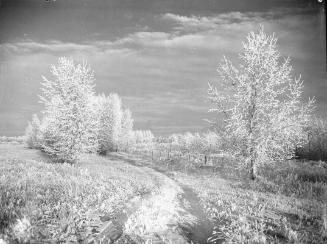 High Key Frost Prairie in Winter (White Winter)