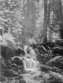 Forest Symphony