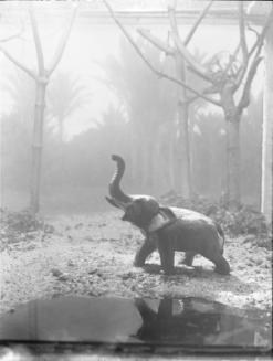 Elephant Tabletop