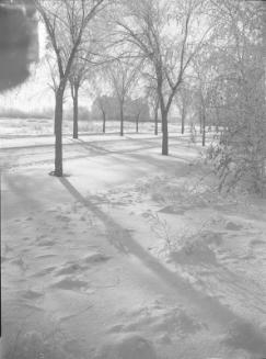 Winter Sunshine (Emmanuel College)