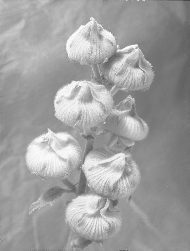 Hollyhock Seed Heads