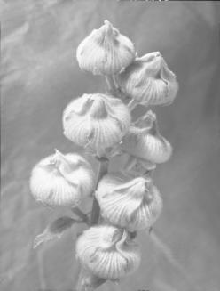 Hollyhock Seed Heads
