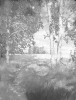 High Summer - (Out Through Bluff)
