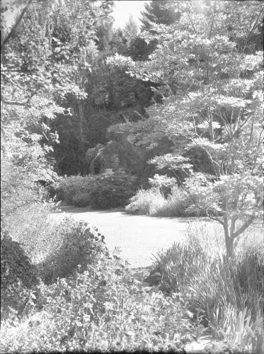Untitled (park with trees and flowers)