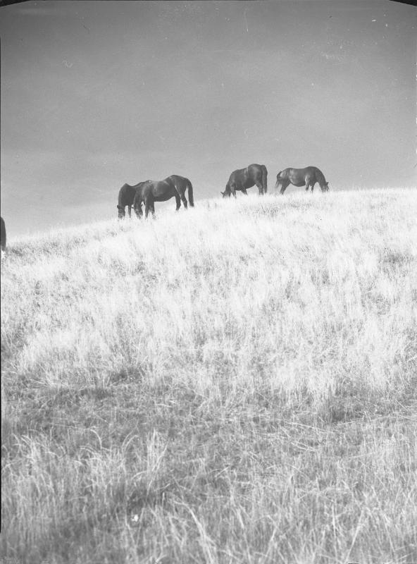 Untitled (horses grazing on hill)