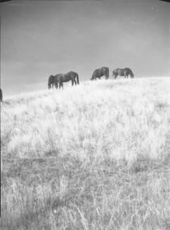 Untitled (horses grazing on hill)