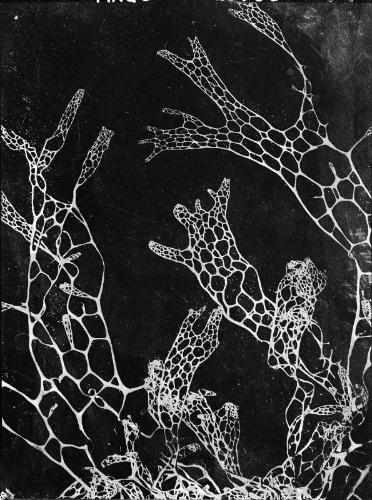 Untitled (lacy organisms)