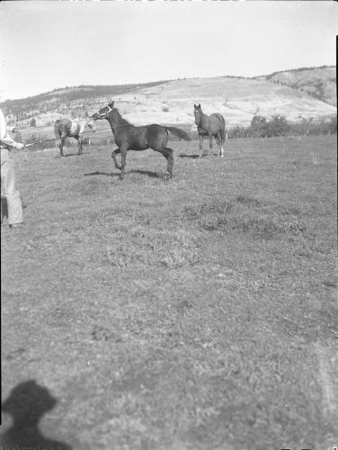 Untitled (horses with trainer in a pasture)