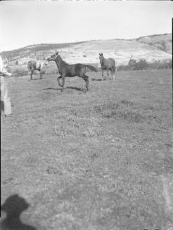 Untitled (horses with trainer in a pasture)