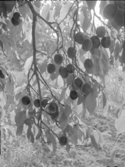 Untitled (hanging branch with fruit)