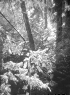 Untitled (tree trunks and brush)