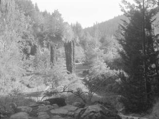 Untitled (botanical park with stone path)