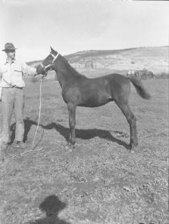 Untitled (horse in halter with trainer)