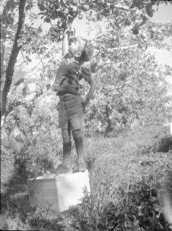 Untitled (boy standing on crate picking apples)