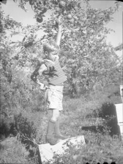 Untitled (boy standing on crate picking apples)