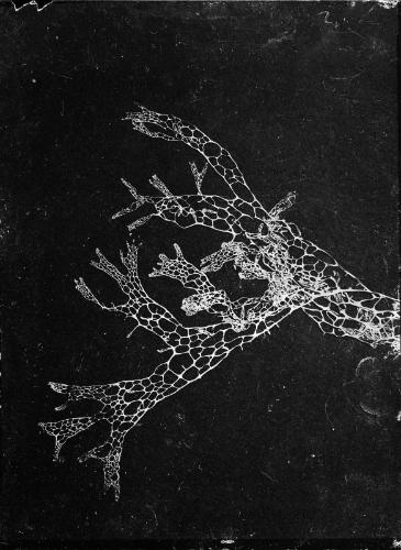 Untitled (lacy organism)