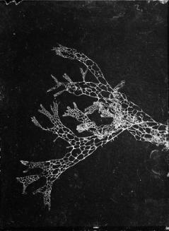 Untitled (lacy organism)