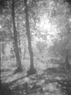 Untitled (sunlight pouring through trees)