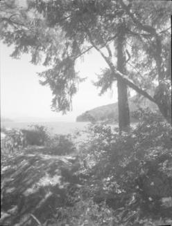 Untitled (view of a lake through trees)