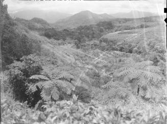 View fro Sylvania, Dominica