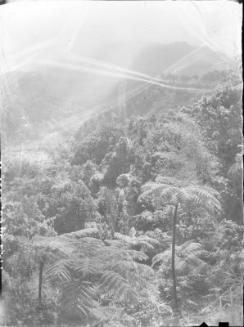 Mountain Orange Grove