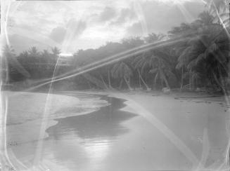 Untitled (beach with tropical trees)
