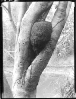 Untitled (wasp nest in tree)