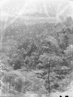 Untitled (mountain orange grove)