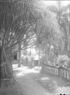 Untitled (tropical walkway with stone wall and potted plants)