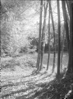 Untitled (sunlit tree trunks on river bank)