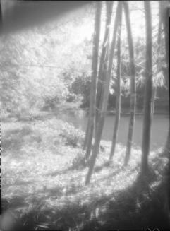Untitled (sunlit tree trunks on river bank