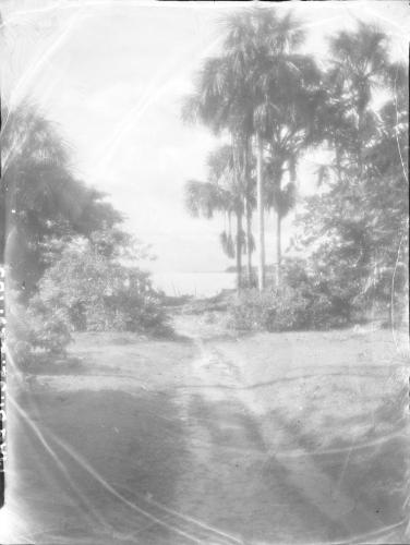 Untitled (road through a tropical landscape)