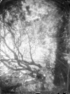 Untitled (forest with thick vegetation)