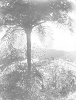 Untitled (tree ferns)