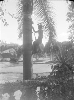 Untitled (man pruning tropical tree)